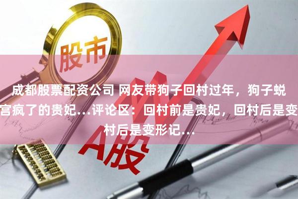 成都股票配资公司 网友带狗子回村过年，狗子蜕变成冷宫疯了的贵妃…评论区：回村前是贵妃，回村后是变形记…